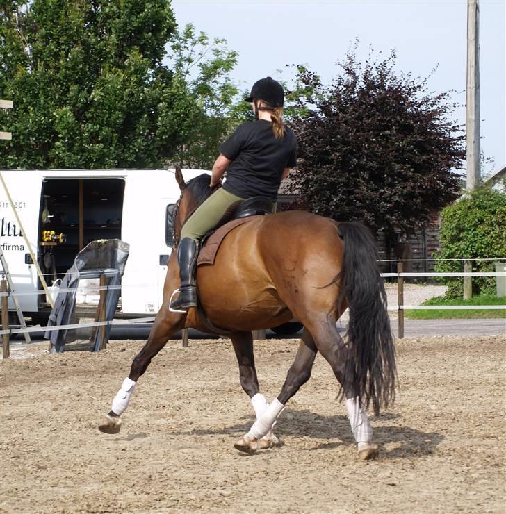 Dansk Varmblod Roché billede 5