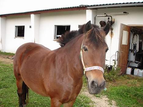 Anden særlig race Polly ¤Supermule¤ RIP - sommeren 06 billede 7