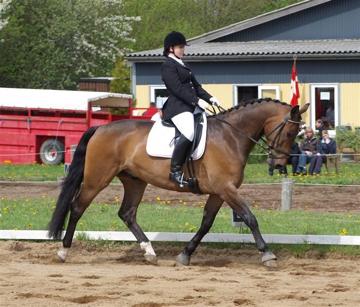 Dansk Varmblod Roché billede 7