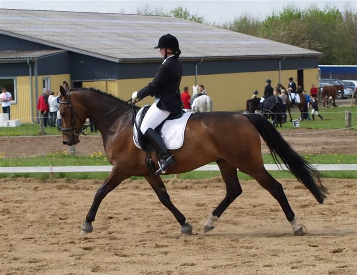 Dansk Varmblod Roché billede 8