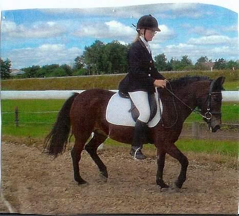 Anden særlig race Polly ¤Supermule¤ RIP - sommeren 05 opvarmning LB2 dressur i Vegger billede 8
