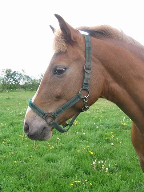 Tysk Sportspony Dolly - Smukt lille feminint hoved :) billede 7