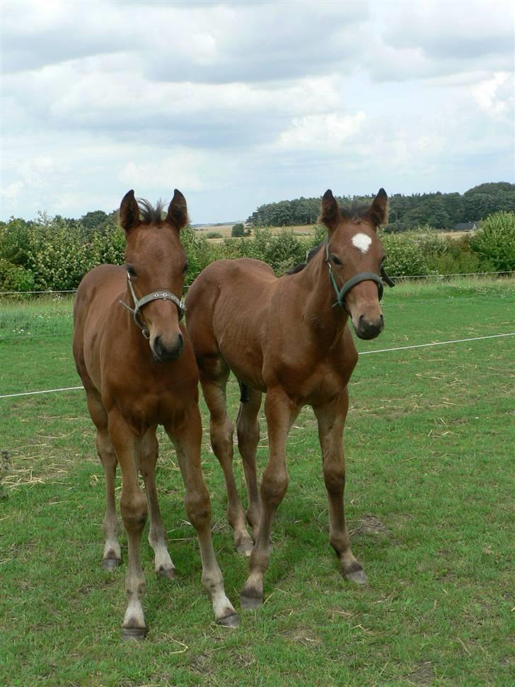 Dansk Varmblod Lindegårds No Mercy - søskende kærlighed<3BILLEDE NUMMER 9 billede 9