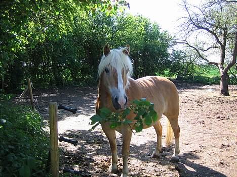 Haflinger Lucky - foto: mig billede 2