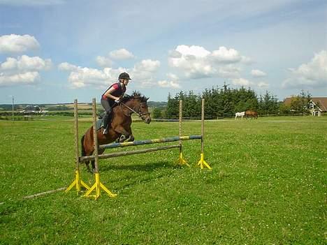 Anden særlig race Polly ¤Supermule¤ RIP - sommeren 05 oxer 100 cm billede 9