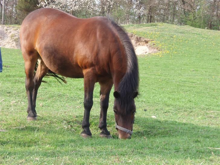 Anden særlig race Polly ¤Supermule¤ RIP - foråret 09 billede 11