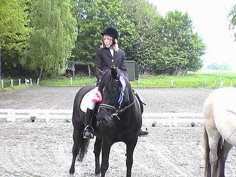 New Forest Olympic Concorde - her har vi lige vundet 2. plads billede 9