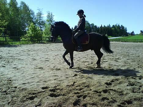 New Forest Olympic Concorde - ude på trænings banen billede 10