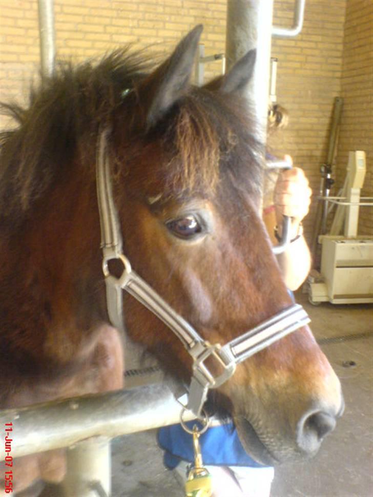 Anden særlig race Polly ¤Supermule¤ RIP - Sommeren 07 - i røgten i Ullits billede 13