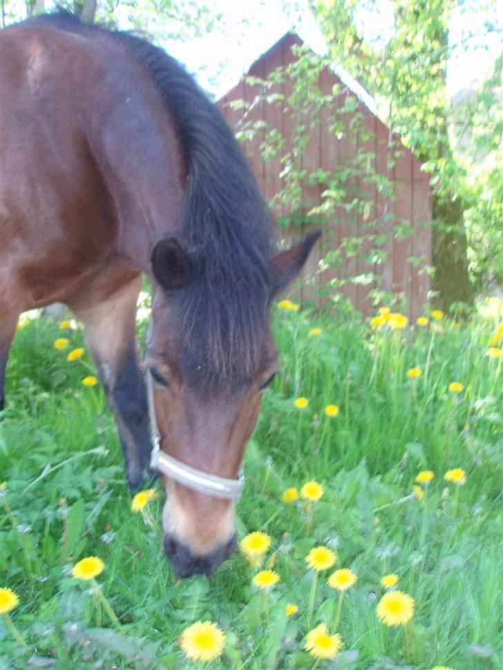 Anden særlig race Polly ¤Supermule¤ RIP - Sommeren 08 billede 15