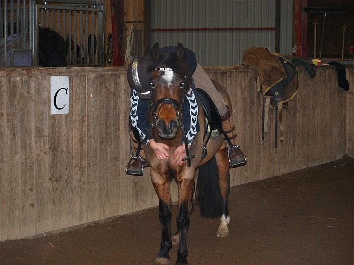 Anden særlig race ¤ Dyrkærgårds Atlantis ¤  - Jeg savner dig! :´( billede 14