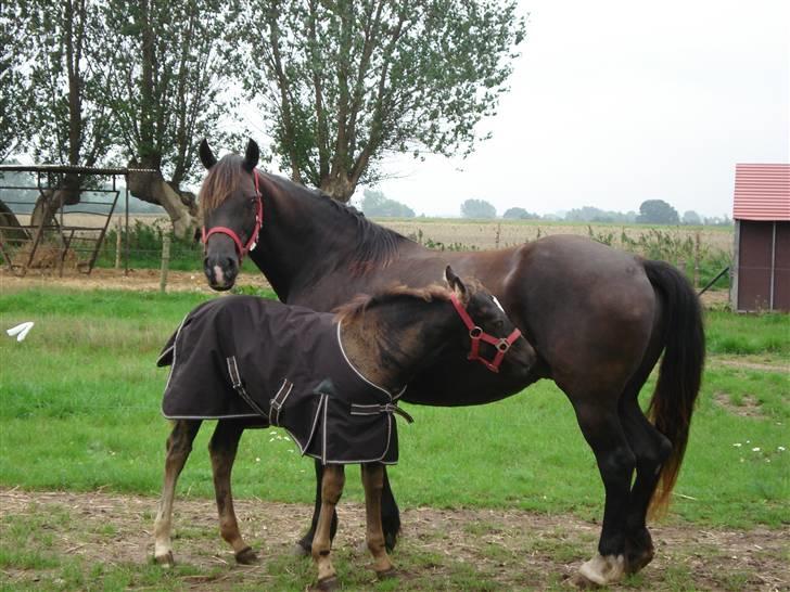 Welsh Cob (sec D) De Busies Black Bess - Bess med føl-børgen ved siden.... billede 1