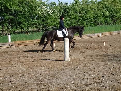 Welsh Cob (sec D) De Busies Black Bess - Bess på opvarmningsbanen billede 2