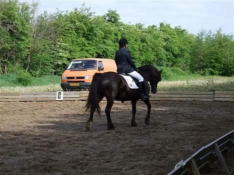 Welsh Cob (sec D) De Busies Black Bess - Så skal der koncentration til... billede 3