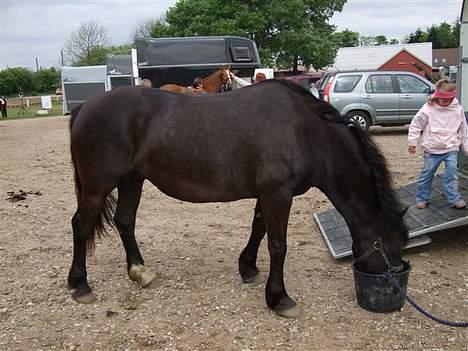 Welsh Cob (sec D) De Busies Black Bess - Dejligt med lidt mad efter hårdt arbejde. billede 4