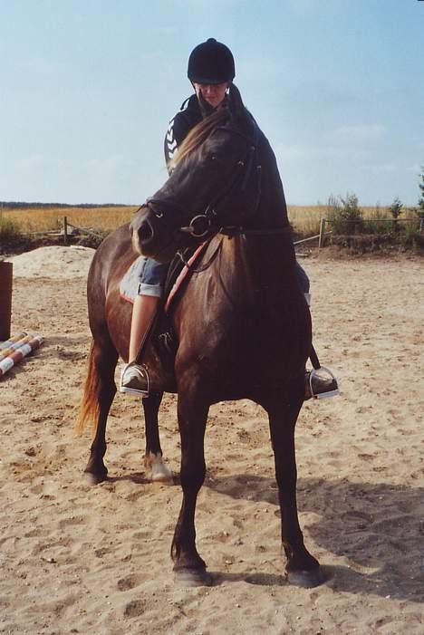 Welsh Cob (sec D) De Busies Black Bess - sommeren 2006 da jeg var oppe for at se hende, så altså første gang jeg sidder på Bess... billede 5