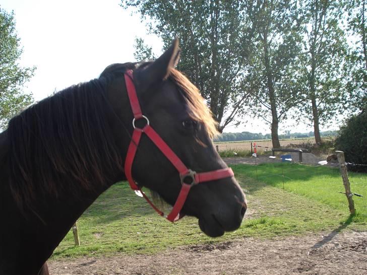 Welsh Cob (sec D) De Busies Black Bess - verdens smukkeste ponyhoved :) billede 6