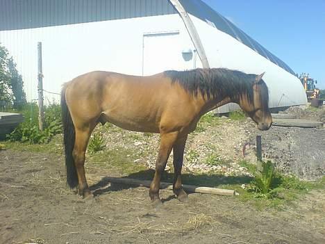 Anden særlig race Max FUNDET:) - NYT NYT billede 13