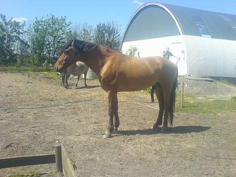 Anden særlig race Max FUNDET:) - NYT NYT billede 14