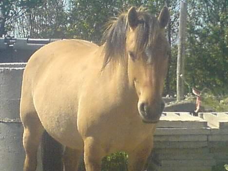 Anden særlig race Musse R.I.P:'( - ****NYT***** billede 13