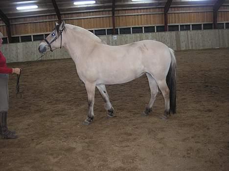 Fjordhest Østerskov`s Mille billede 6