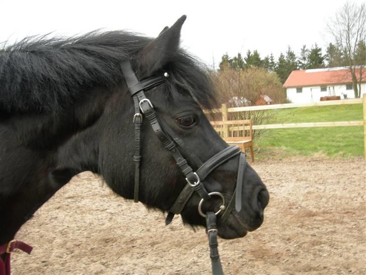 Welsh Pony (sec B) Cia - Cia..! ... Fotograf: Mig billede 2