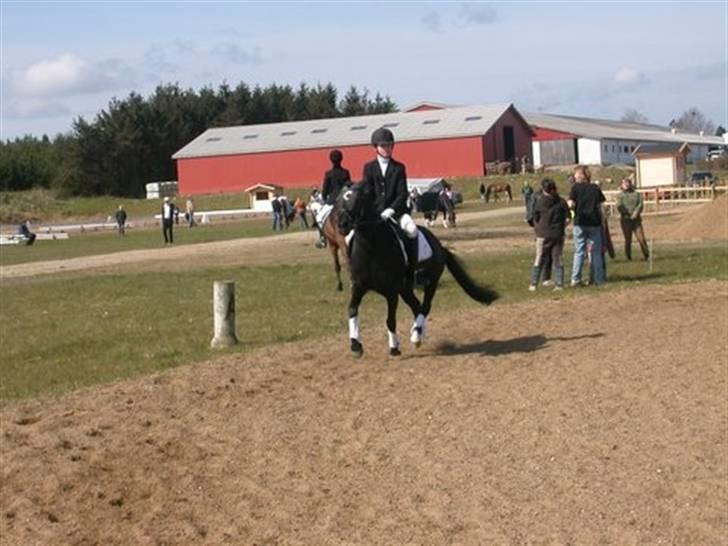 Welsh Pony (sec B) Cia - Cia, opvarmning til stævne. ... Fotograf: Min Mormor / Lillian Andersen billede 3