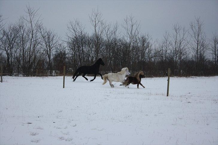 Frieser Jetske Fan Ferwâlde - Hun kan også på den anden side, bare i galop:) Foto: mig billede 2