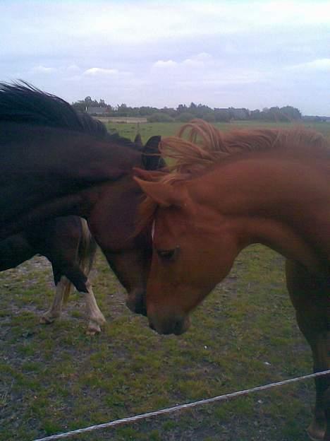 Anden særlig race fighter <3 - lady & fighter<3 billede 13