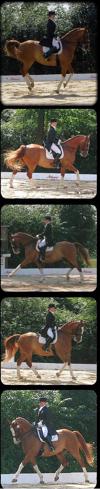 Hannoveraner Baronen *himmelhest* - TIL DM FOR JUNIORER billede 12