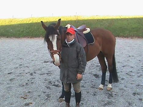 Polsk Varmblod kasia (død) - en lille hyggestund billede 14