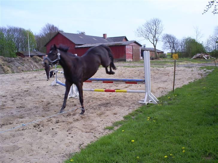 Trakehner Lazio - Springer sommer 2007 billede 18