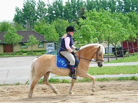 Haflinger Ines (Tidl. pony) - Min lækre pony bliver lige bøjet igennem.. Dejlig gang hun har.. billede 20