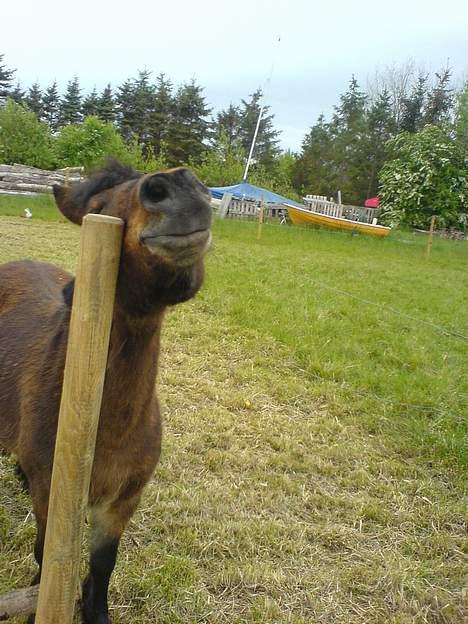 Anden særlig race Timon - uha, det klør billede 17