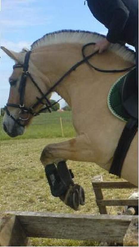 Fjordhest  Bella (¯`v´¯ ) solgt billede 15