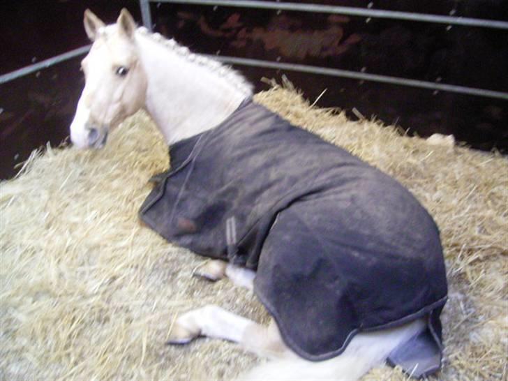 Palomino Bardegård's Monty(R.I.P) - Monty i hans stævne boks i Herning, hvor han var rigtig sød om Søndagen. der fik vi en 6 pl i la 1 og en 3 plads i la 2  billede 6