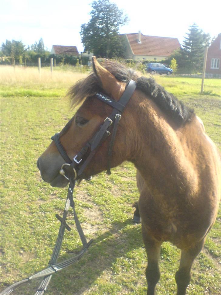 Anden særlig race Timon billede 18