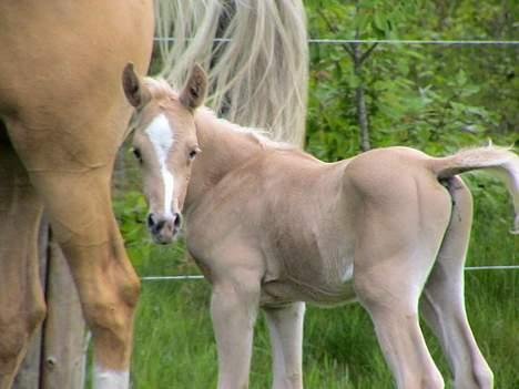 Palomino Shulay Glitz n'Gold - Hendes første lille føl, da det var nogle dage gammel. billede 13