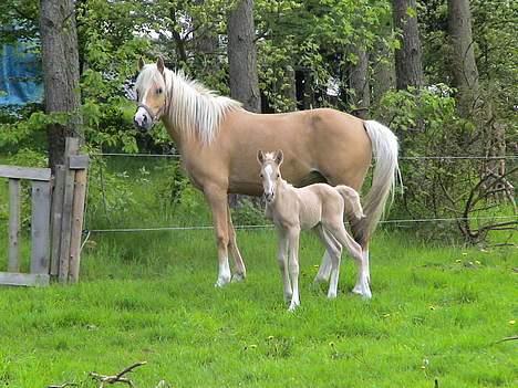 Palomino Shulay Glitz n'Gold - Lhamo med sit lille føllebølle billede 14