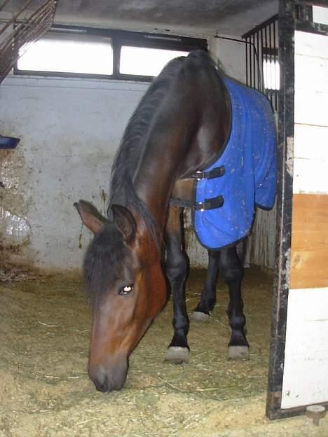 Traver No Surprice M(vesla)død billede 18