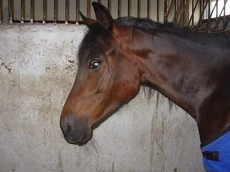 Traver No Surprice M(vesla)død - Hendes pæne hode billede 19