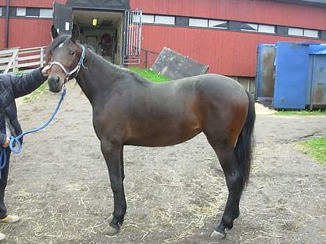 Traver No Surprice M(vesla)død - Sådan ser hun ud idag 18 maj..min lille bøllede smuksak:) billede 20