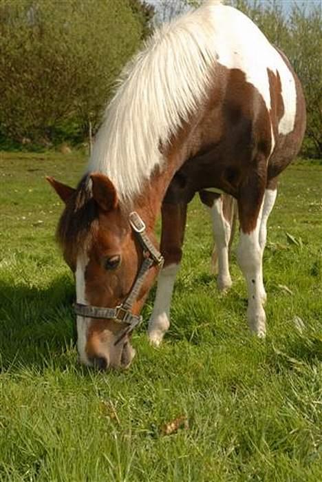 Pinto Sandy (SOLGT, SAVNES!) billede 5