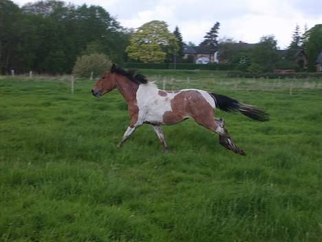 Pinto shades of desire SOLGT billede 14