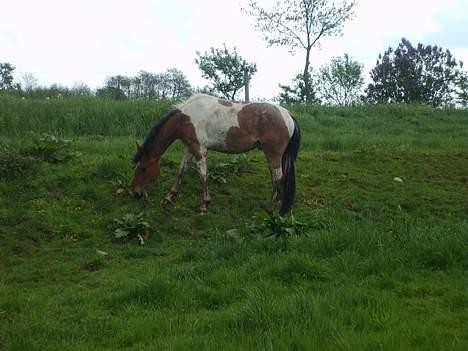 Pinto shades of desire SOLGT billede 15