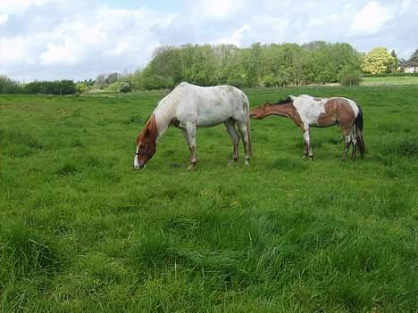 Pinto shades of desire SOLGT billede 16