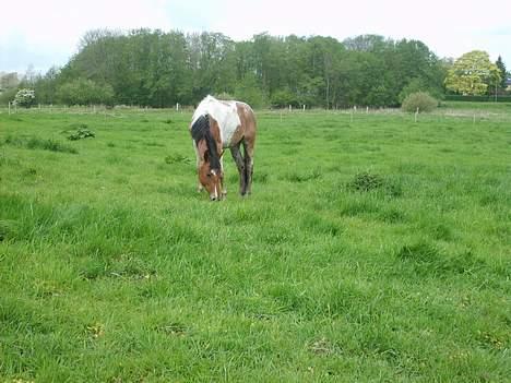 Pinto shades of desire SOLGT billede 17