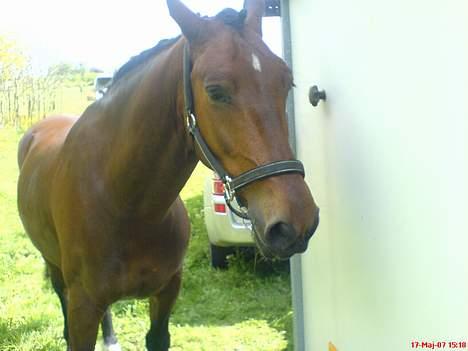 Oldenborg Jeppe af Østerholm (SOLGT - Til Bolderslev stævne. Vi står og venter på at næste klasse skal begynde :D billede 8