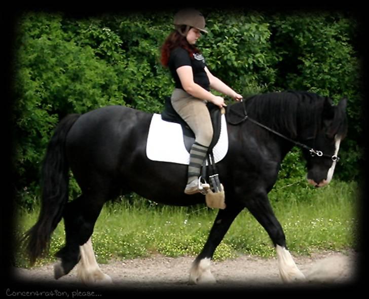 Irish Cob Crossbreed Morrigan STER & CHAMPION - # 8 billede 8