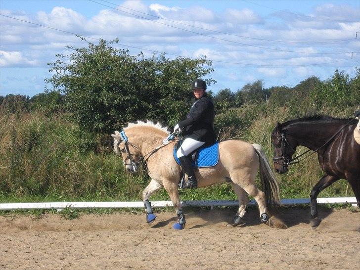 Fjordhest Luffe -  spring stævne 13/8 2009 billede 3